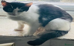 Mixed Breed cats for sale: Kittens - Image 3