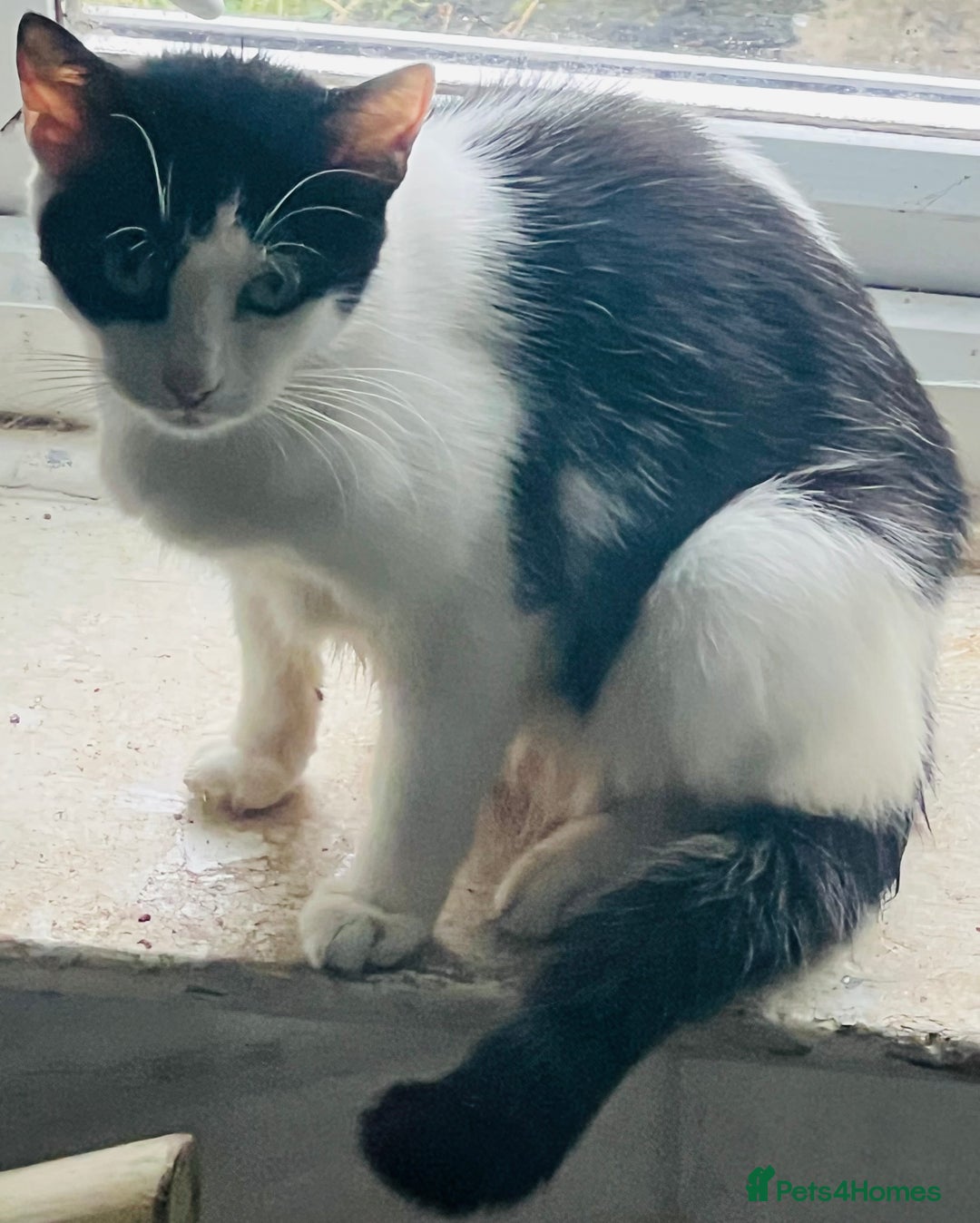 Mixed Breed cats for sale: Kittens - Image 3