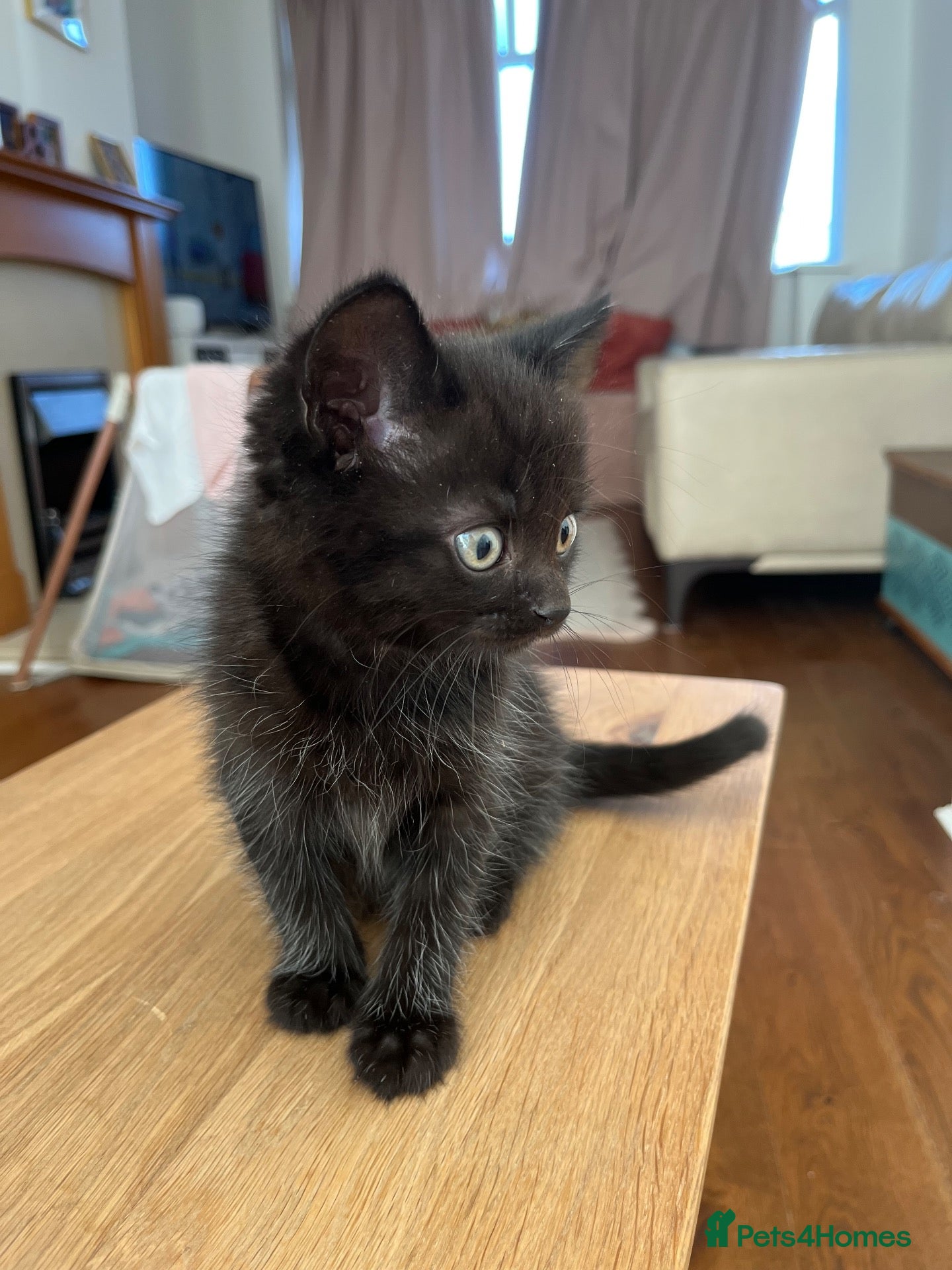 British Shorthair cats for sale: Ready to leave 🥹 Our Last Half British Shorthair - Advert 10