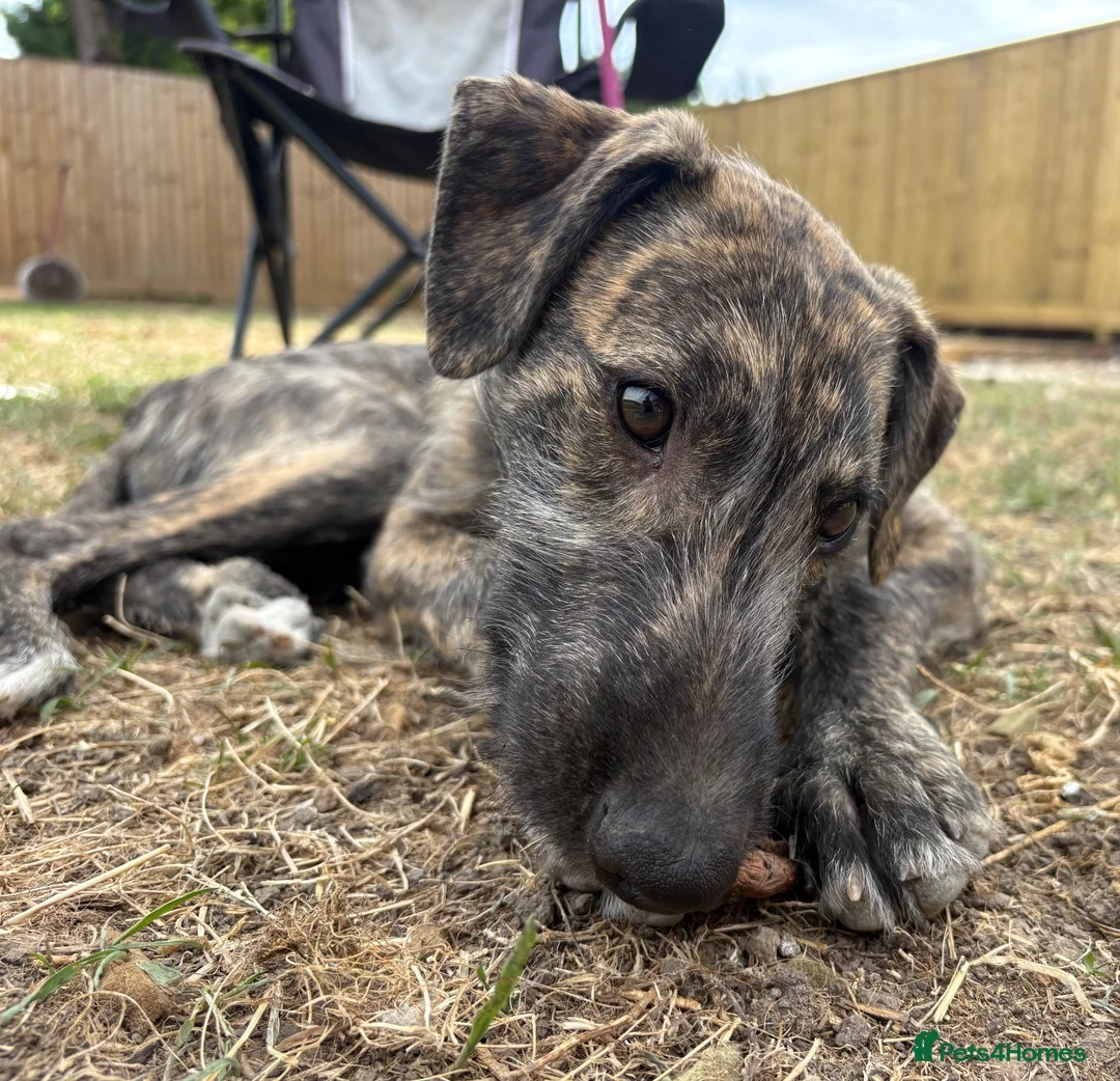 Lurcher dogs for sale: The last 2 lurcher pups.  in Skegness - Advert 1