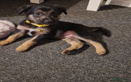 Mixed Breed dogs for sale: Border collie cross kelpie - Image 9