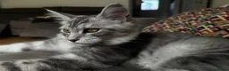 Maine Coon cats for sale: Only this weekend Maine Coon super price - Advert 3