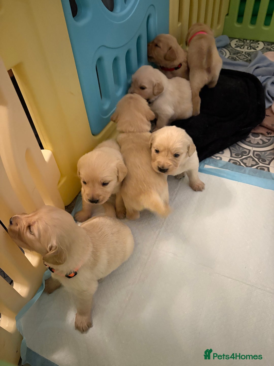 Goldador dogs for sale: Goldador puppies  - Advert 3