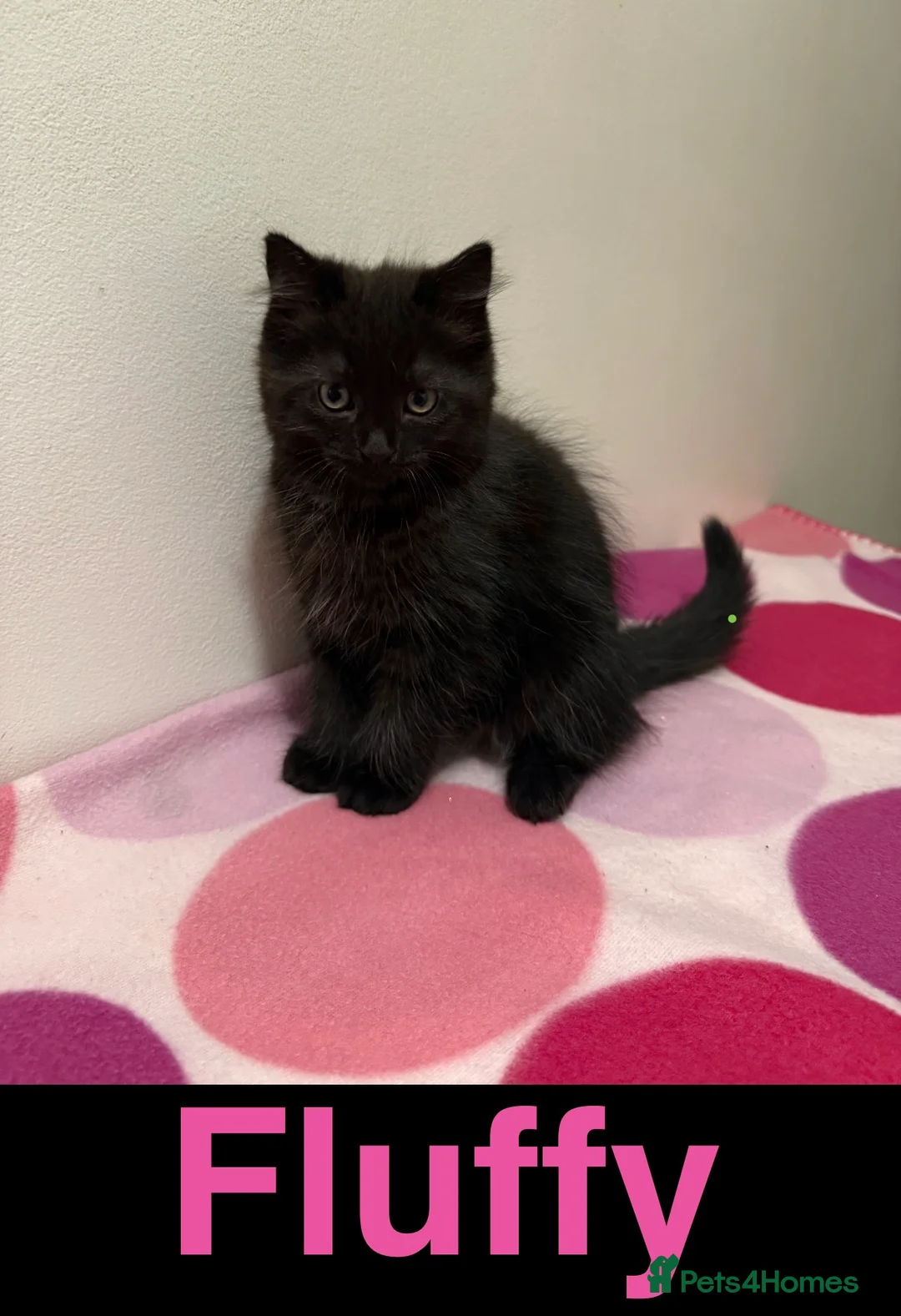 Domestic Shorthair cats for sale: Gorgeous Kittens 4 girls 1 boy - Advert 5