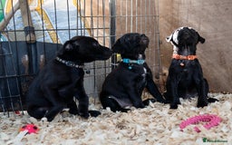 Patterdale Terrier dogs for sale: Patterdale terriers  - Image 1