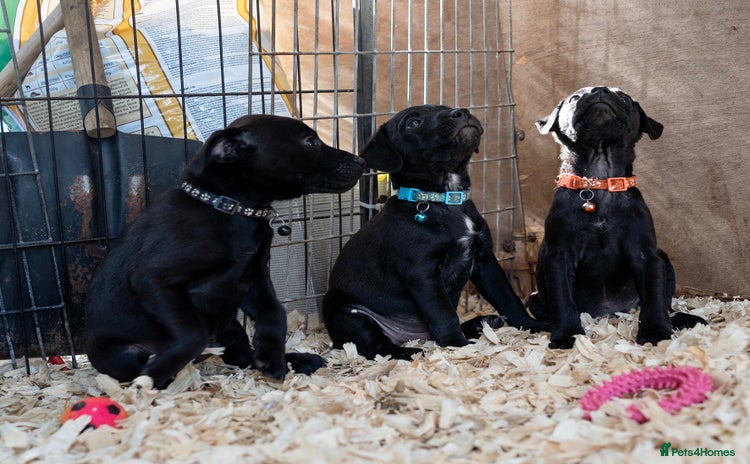Patterdale Terrier dogs - Advert 9