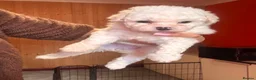 Mixed Breed dogs for sale: Bichon Maltese puppies - Advert 3