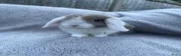 Mini Lop rabbits for sale: Mini lop bunnies  in Cannock - Advert 1