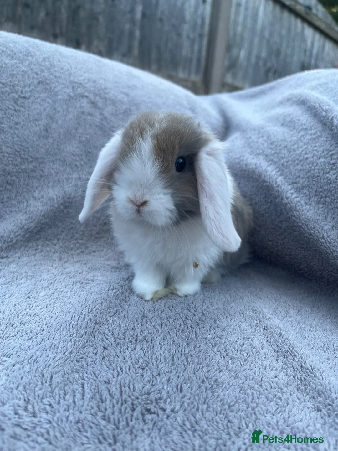Mini Lop rabbits for sale: Mini lop bunnies  in Cannock - Advert 1