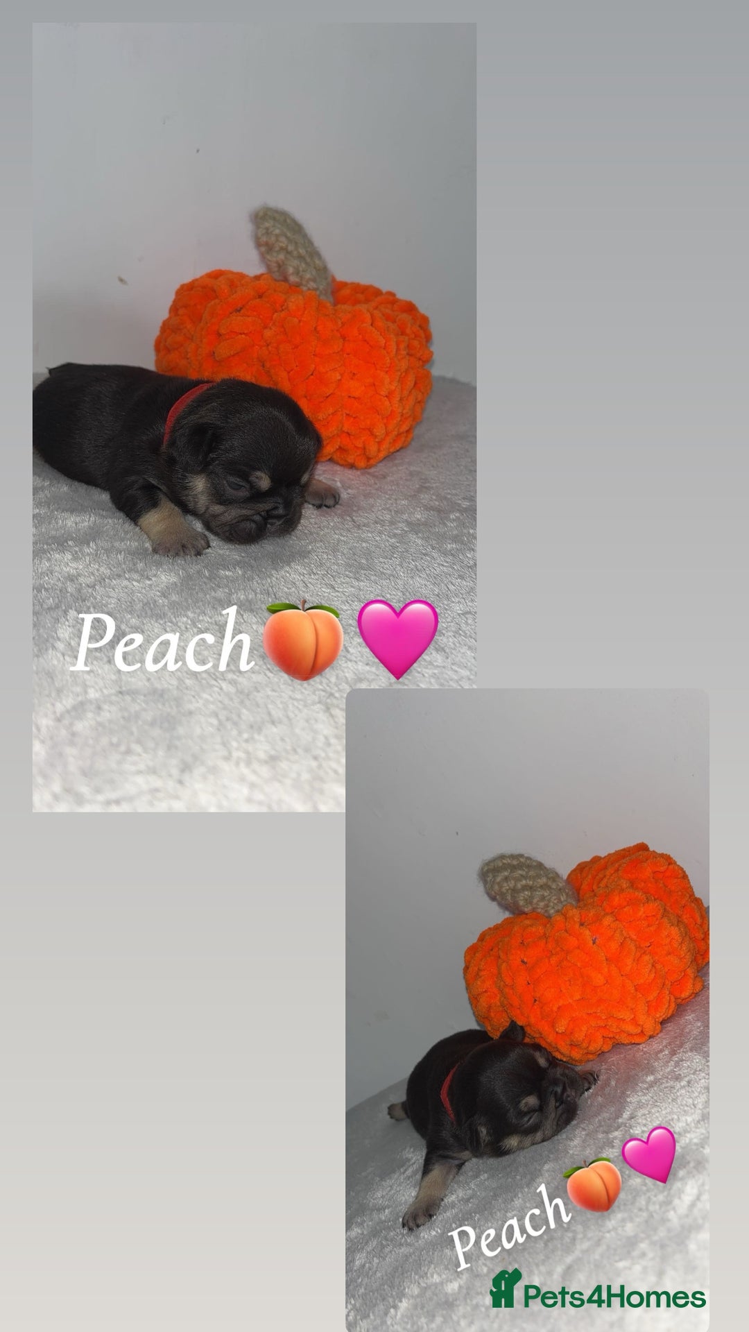 French Bulldog dogs for sale: Frenchie pups - Image 5