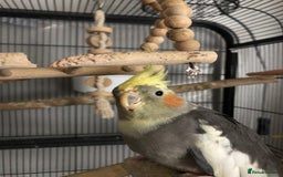 Cockatiels birds for sale: Baby Cockatiels - Image 11