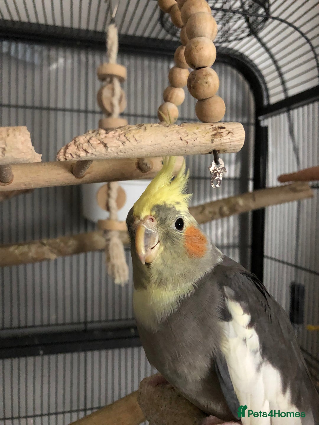 Cockatiels birds for sale: Baby Cockatiels - Image 11