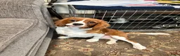 Cavalier King Charles Spaniel dogs for sale: KC Blenheim cavalier King Charles spaniels  - Advert 4