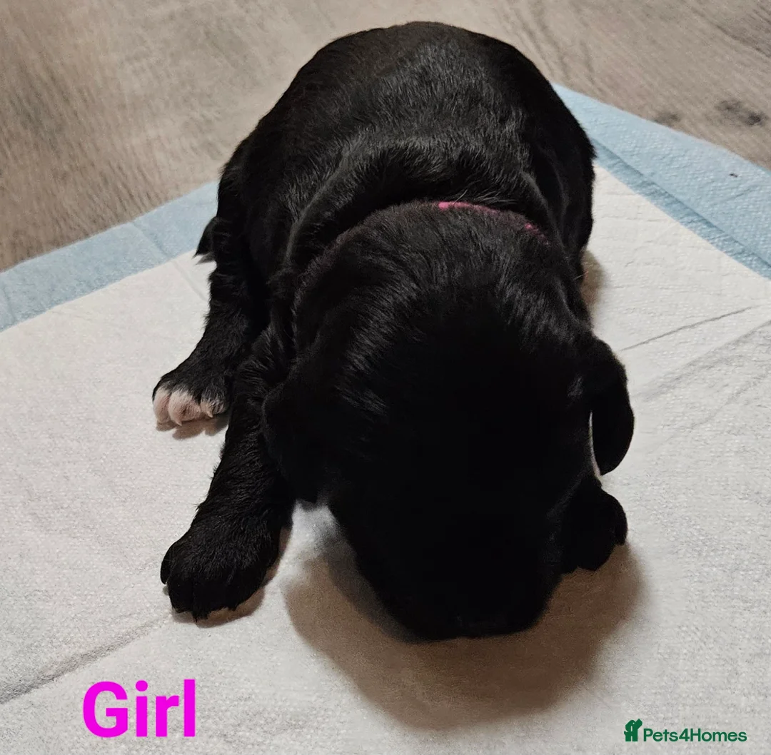 Schnoodle dogs for sale: Beautiful Schnoodle Puppies 🐶  - Advert 12