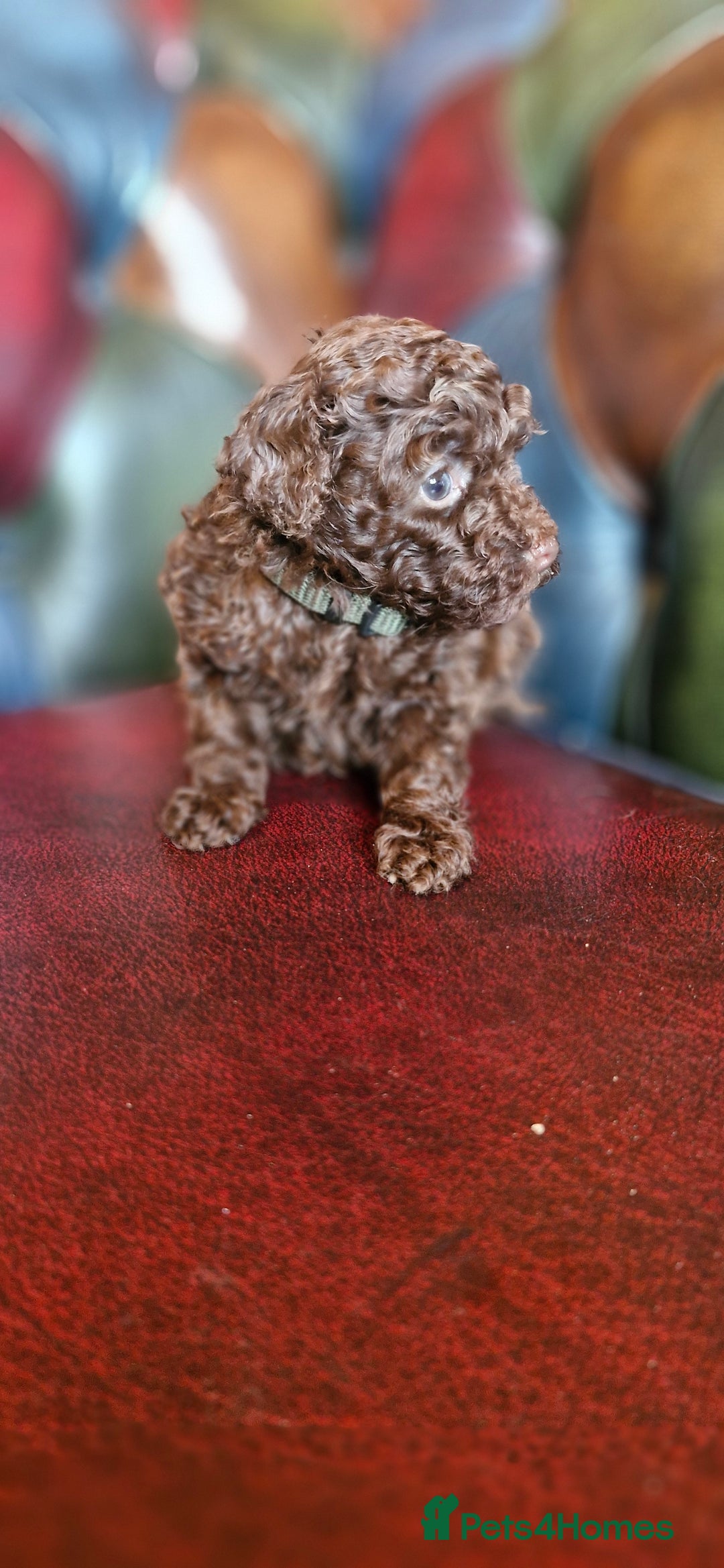 Toy Poodle dogs for sale: Gorgeous chocolate tiny toy poodles  - Image 20