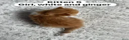 Mixed Breed cats for sale:  9 gorgeous kittens.  - Advert 12