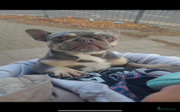 French Bulldog dogs for sale: French bulldog female - Image 2