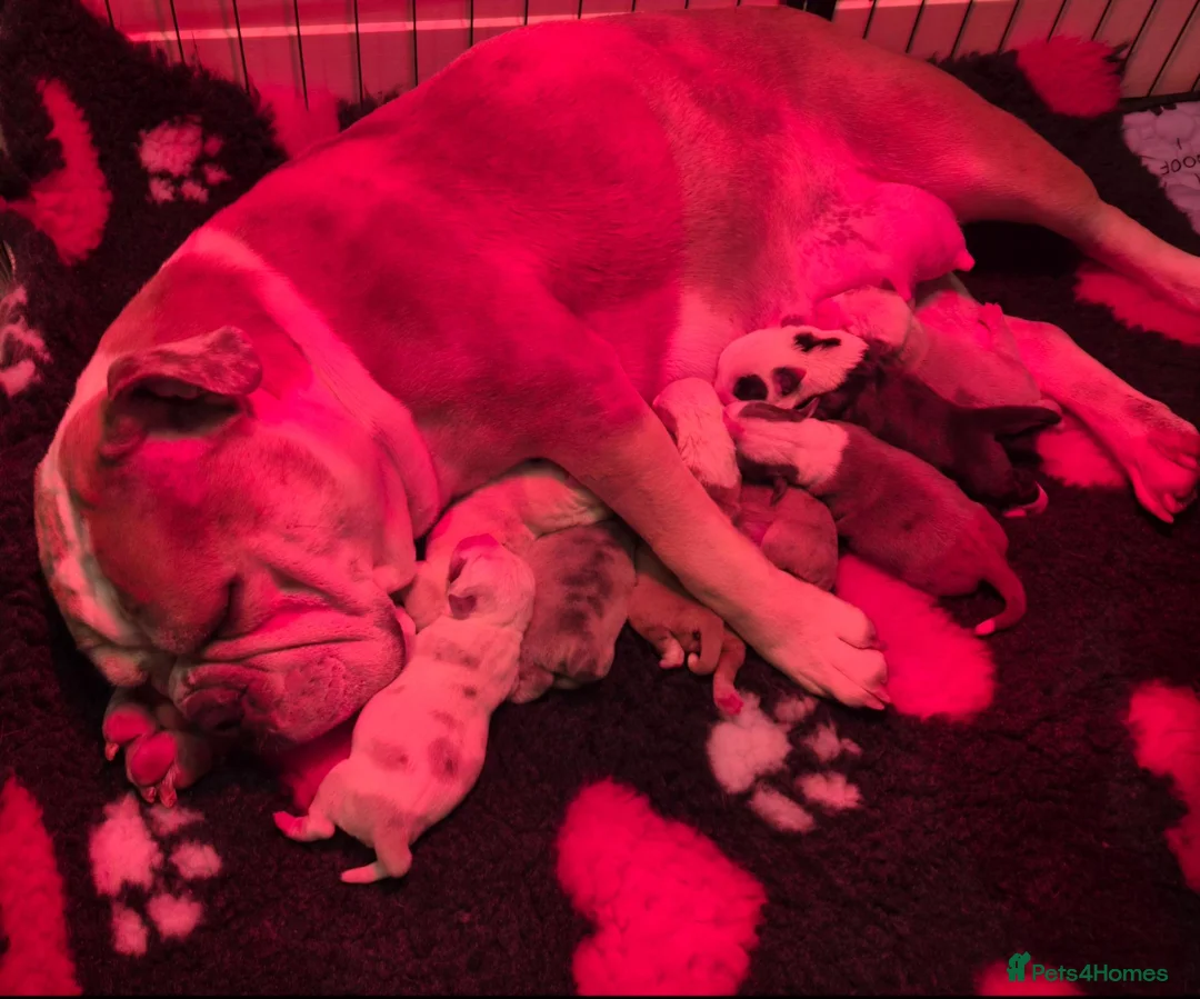Olde English Bulldogge dogs for sale: Old English Bulldog Pups  - Advert 29