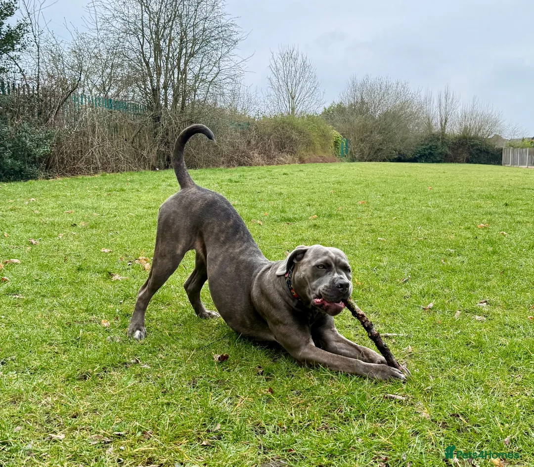 Cane Corso dogs for sale: Delliah looking for forever home - Advert 5