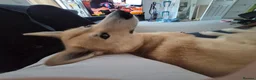 Mixed Breed dogs for stud: Snow dog Stud in Kidwelly - Advert 7