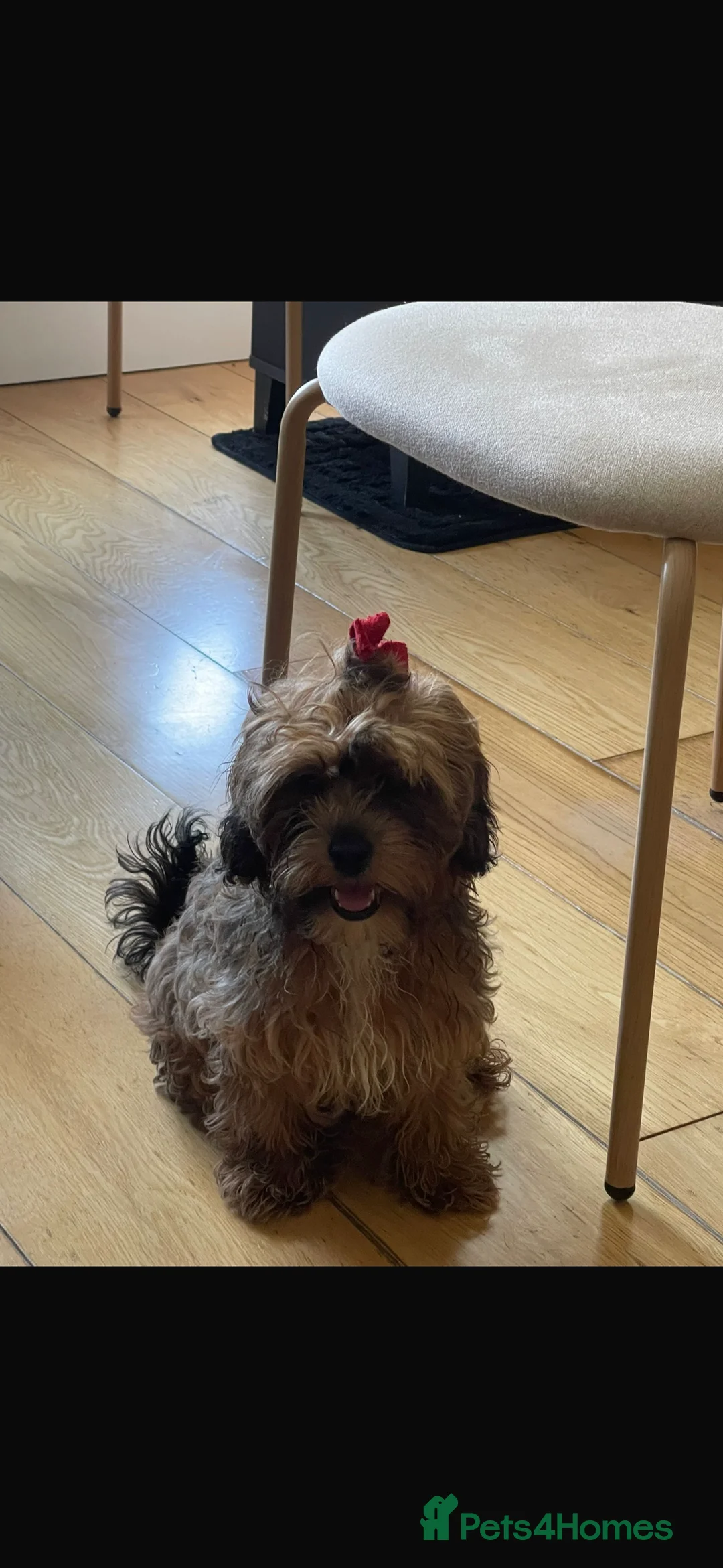 Shihpoo dogs for sale: 2 Shihpoo girls, microchipped,rabies vaccinated - Advert 1