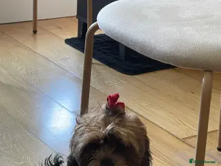 Shihpoo dogs 2 Shihpoo girls, microchipped,rabies vaccinated - Advert 1