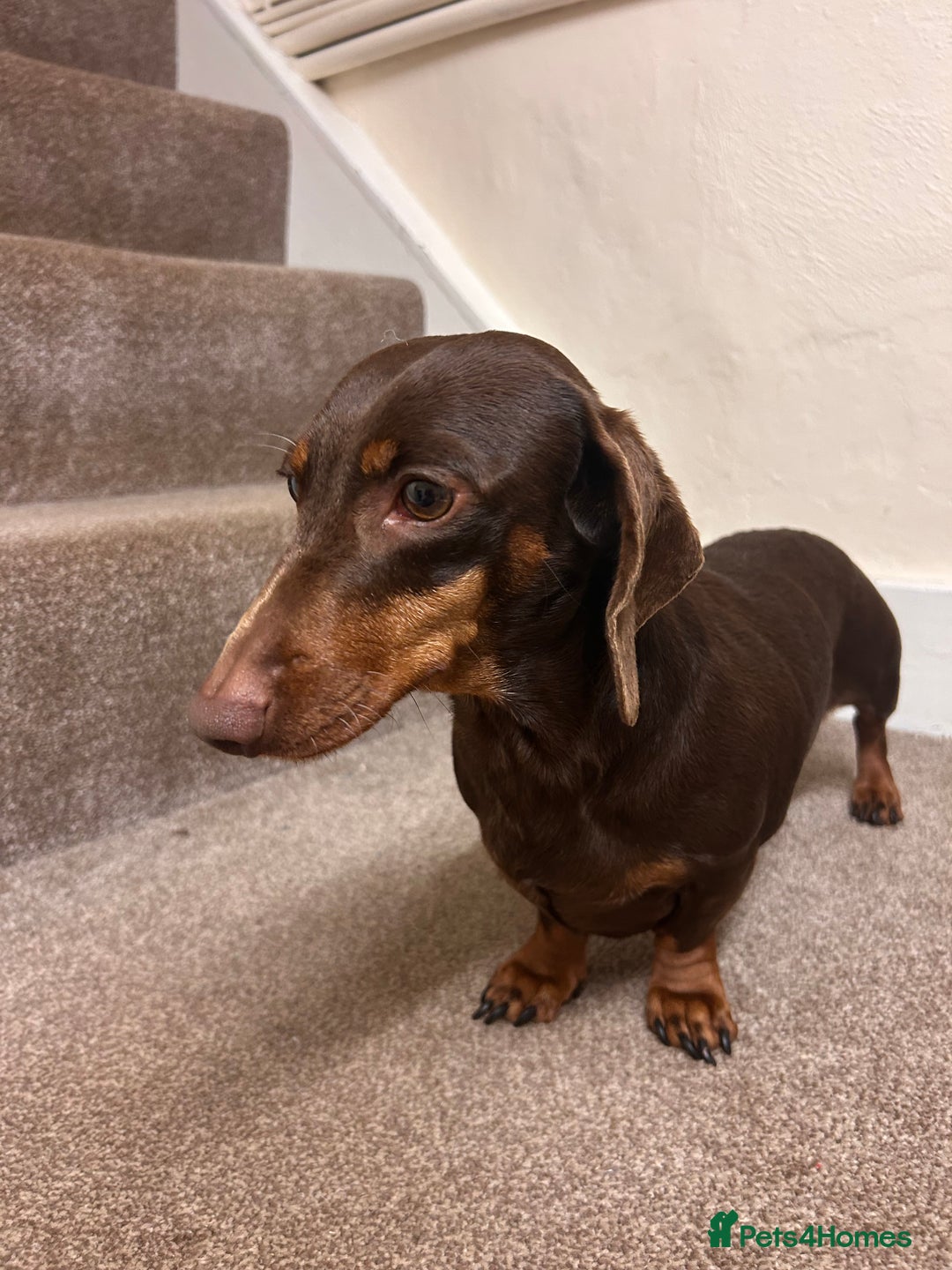 Dachshund dogs for sale: 4 year old female Dachshund - Image 6