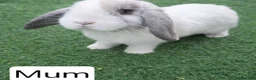Mini Lop rabbits for sale: Purebred Mini Lops 🐰  - Advert 5