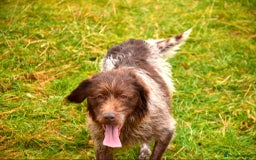Mixed Breed dogs for sale: Gorgeous German Wirehaired Pointer X puppies  - Image 9