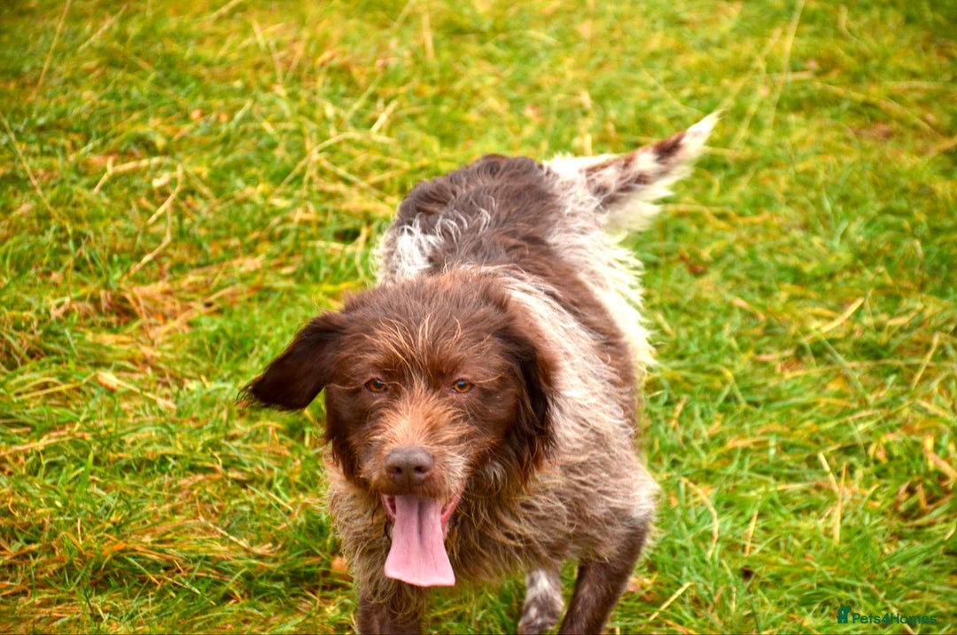 Mixed Breed dogs for sale: Gorgeous German Wirehaired Pointer X puppies  - Image 9