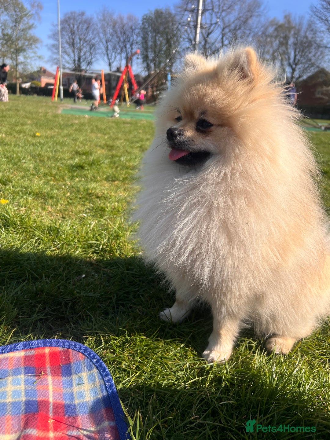 Pomeranian dogs for sale: Pomeranian male  - Image 3