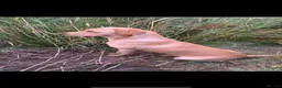 Labrador Retriever dogs for sale: Fantastic Labrador Pups - Advert 10
