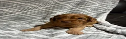 Cockapoo dogs for sale: ⭐️Gorgeous cockapoo puppies⭐️ - Advert 5