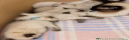Ragdoll cats for sale: Beautiful Ragdoll kittens looking for new homes. - Advert 5