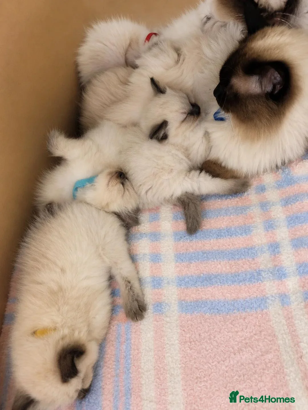 Ragdoll cats for sale: Beautiful Ragdoll kittens looking for new homes. - Advert 5