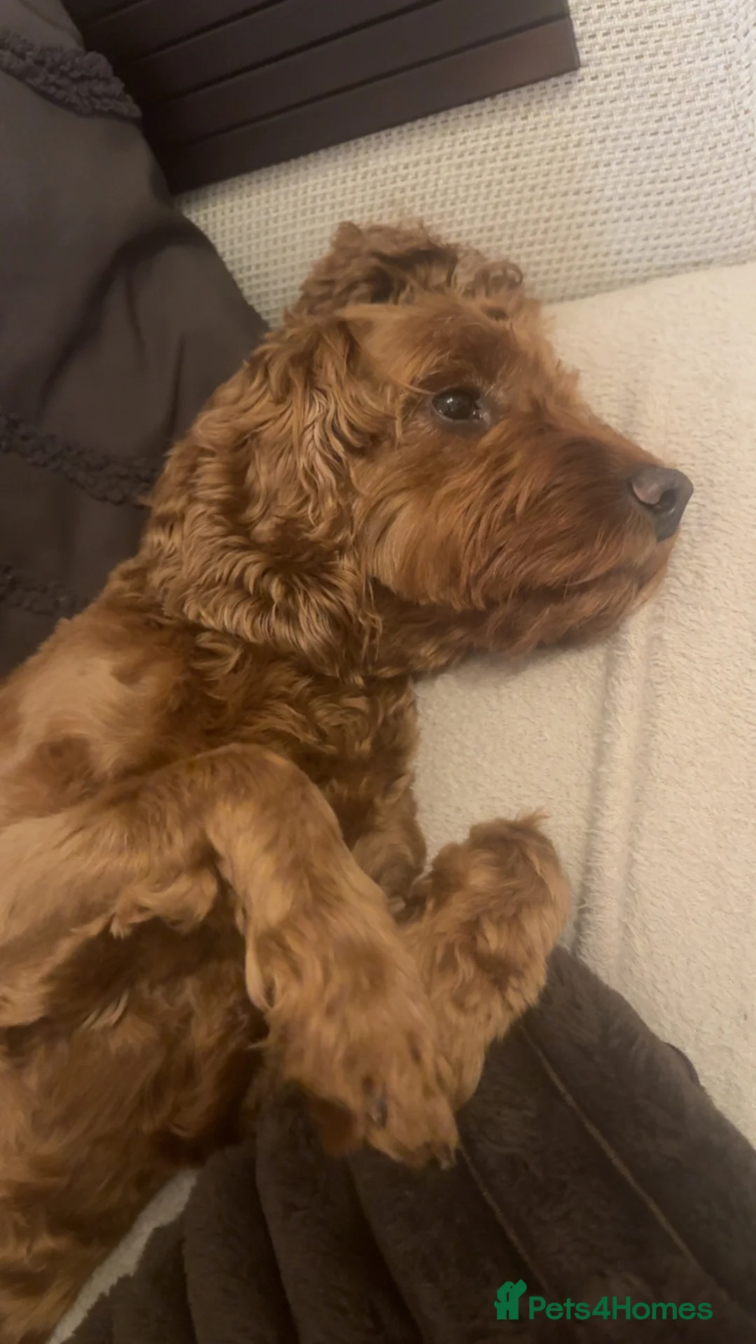 Cockapoo dogs for stud: Red cockerpoo  in Bristol - Advert 2
