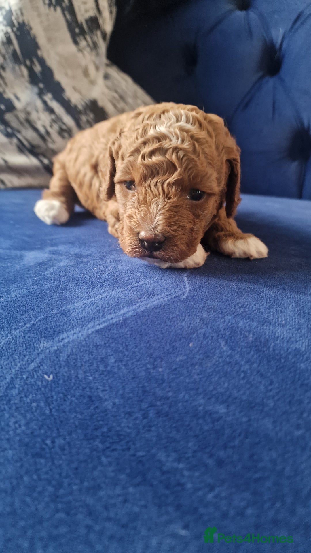 Cavapoo dogs for sale: Cavapoo f1b - Image 4
