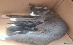 British Shorthair cats for sale: Lovely 1 black and 2 black & white kitten - Image 8