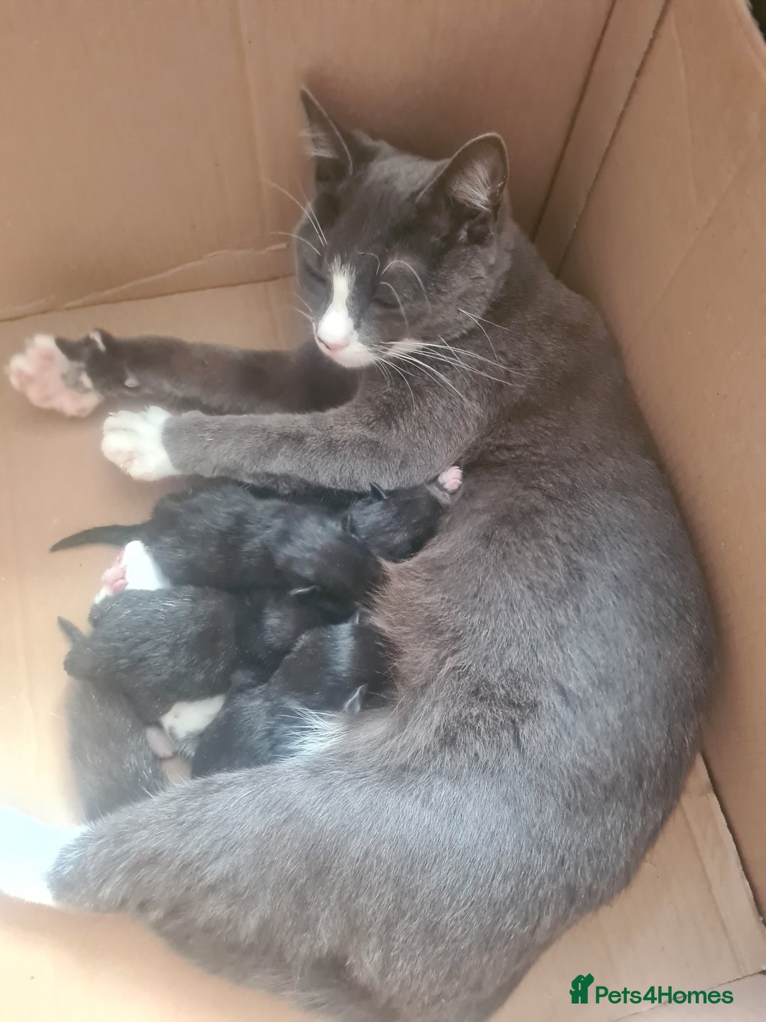 British Shorthair cats for sale: Lovely 1 black and 2 black & white kitten - Image 8