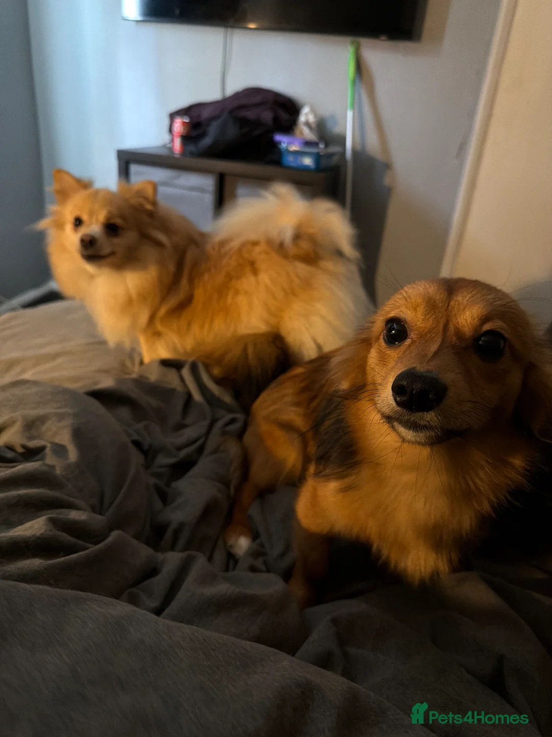 Pomeranian dogs for sale: Fox faced Pomeranian and son for rehoming - Advert 2