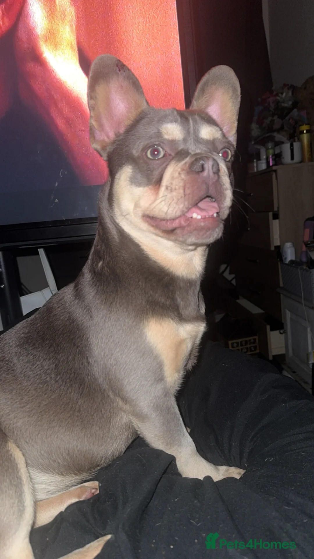 French Bulldog dogs for sale: Blue & tan girl  in Stoke-on-Trent - Advert 1