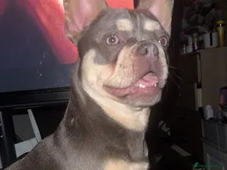 French Bulldog dogs Blue & tan girl - Advert 1