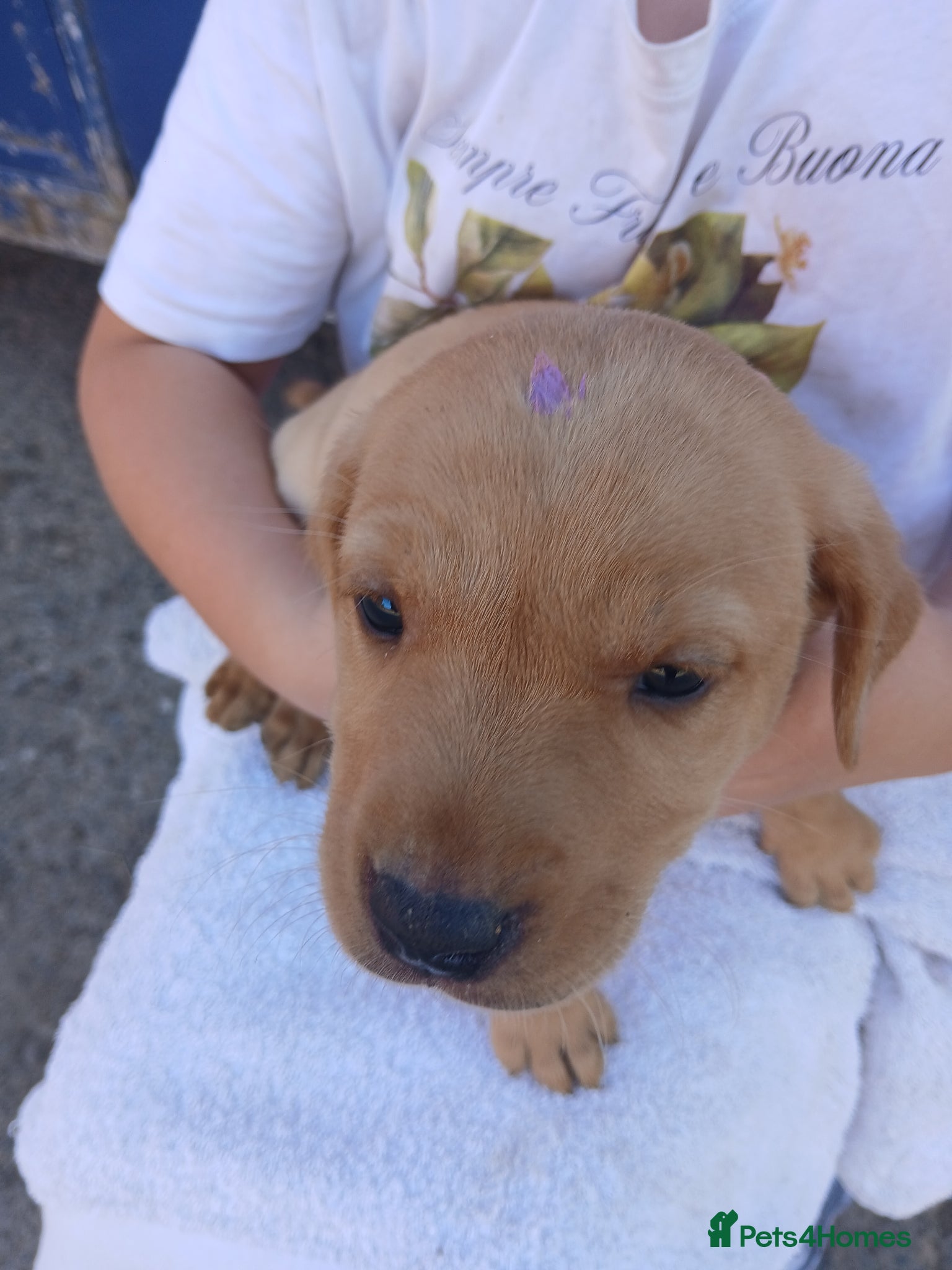 Labrador Retriever dogs for sale: Fabulous litter of golden and fox red lab puppies. - Advert 5