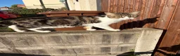 Mixed Breed cats for sale: 3 year old cat looking for a loving home  in Tamworth - Advert 2
