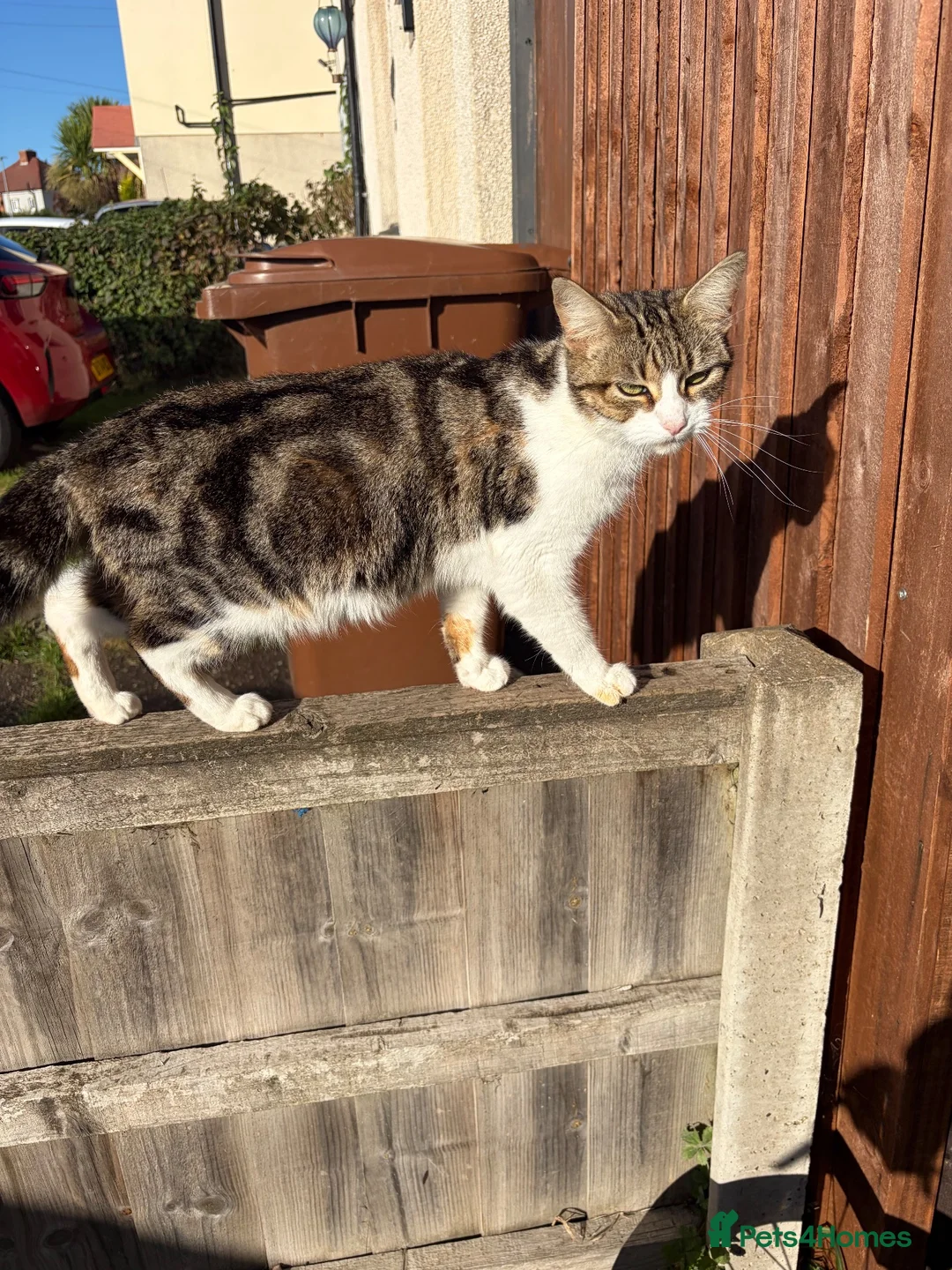 Mixed Breed cats for sale: 3 year old cat looking for a loving home  in Tamworth - Advert 2