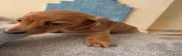 Miniature Dachshund dogs for sale: RED DAPPLE MINIATURE DACHSHUND  - Advert 13