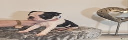 Boston Terrier dogs for sale: Boston Terrier Puppies  - Advert 33
