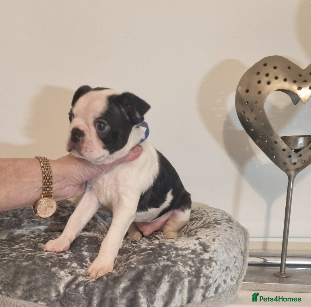 Boston Terrier dogs for sale: Boston Terrier Puppies  - Advert 33