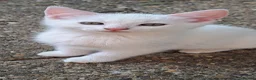 Balinese cats for sale: Balinese mix ready on Friday  - Advert 7