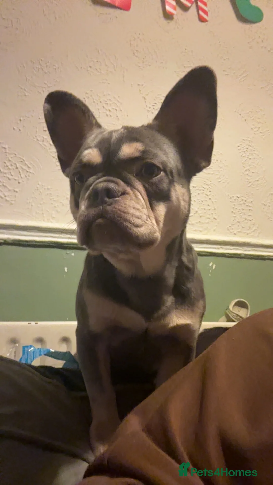 French Bulldog dogs for sale: Blue & tan girl  in Stoke-on-Trent - Advert 6
